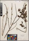 Foto von Salix aurita L.